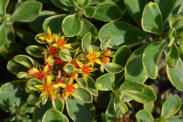 Image showing Russian Stonecrop