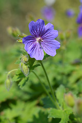 Image showing Purple cranesbill Rosemoor