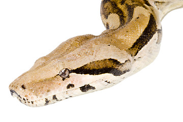 Image showing Head of a Boa