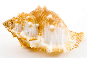 Image showing Conch