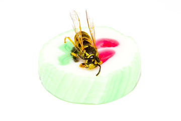 Image showing Wasp on a Candy