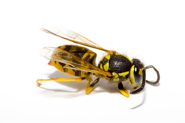 Image showing Wasp