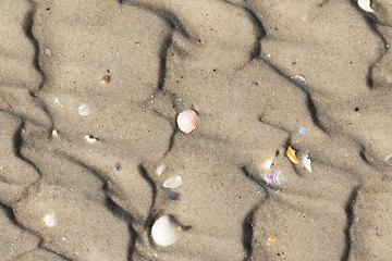 Image showing Broken seashells on wet sand beach with traces of waves