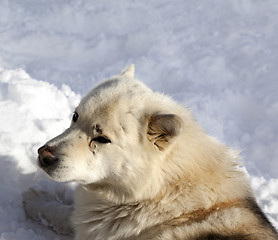 Image showing Dog resting on snow