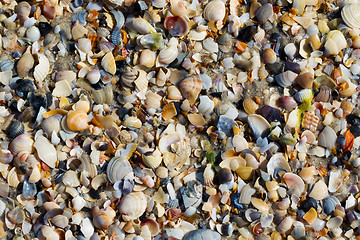 Image showing Natural background of broken seashells on wet sand beach