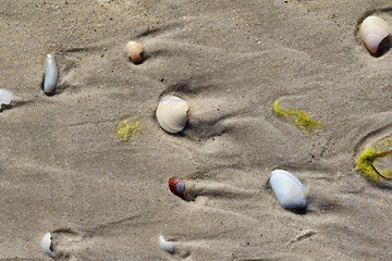 Image showing Broken seashells on wet sand with traces of sea waves