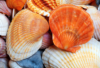 Image showing Seashells of anadara and scallop