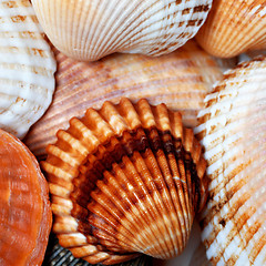 Image showing Shells of anadara and scallop