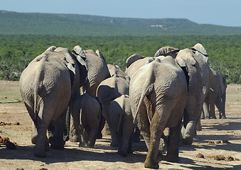 Image showing Group of elephants