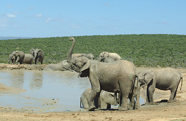 Image showing Elephants at Addo Elephant Park
