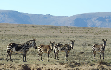 Image showing Group of Mountain zebras