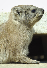 Image showing Rock Dassie portrait