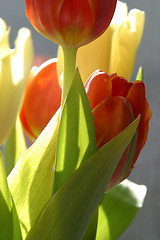 Image showing Tulips in full bloom