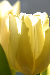 Image showing Tulips in full bloom