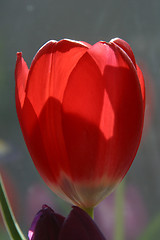 Image showing Tulips in full bloom