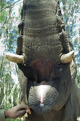 Image showing Mouth open of an elephant