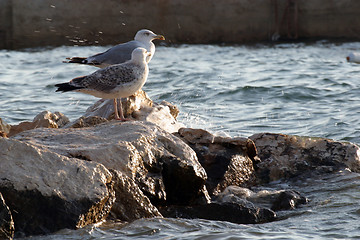 Image showing Seagulls