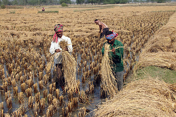 Image showing Farmer havesting rice on rice field in Baidyapur, West Bengal, India