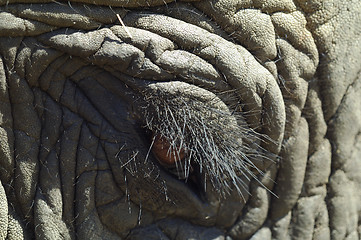 Image showing elephant eye detail