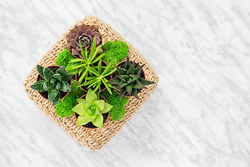 Image showing Home decor arrangement with succulent plants and moss