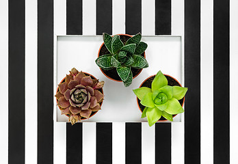 Image showing Succulent plants on black and white striped background