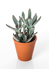 Image showing Beautiful succulent plant in clay pot