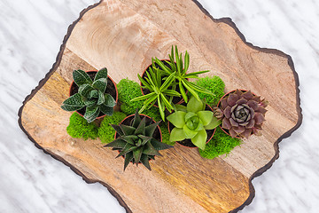 Image showing Plants arrangement on a wooden surface