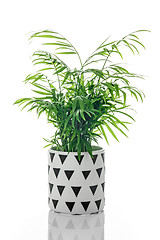 Image showing Parlor palm in a black and white ceramic pot