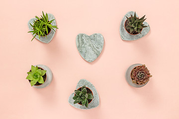 Image showing Little succulent plants on pastel pink background