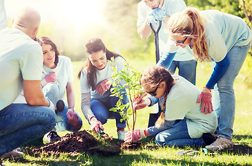 Image showing group of volunteers planting tree in park