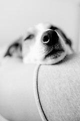 Image showing Dog sleeping with his head on woman foot