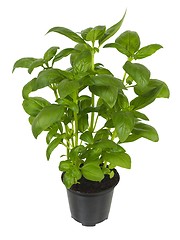 Image showing Basil plant in flower pot