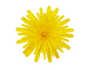 Image showing Yellow flower on white