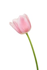 Image showing Pink tulip on white