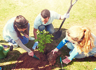 Image showing group of volunteers planting tree in park