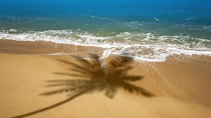 Image showing beach with palm tree shadow