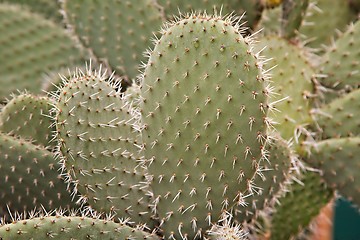 Image showing Cactus plant detail