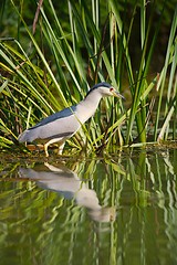 Image showing Bird fishing in the lake