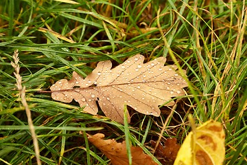 Image showing Fallen leaf on the ground