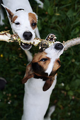 Image showing Jack russells fight over stick