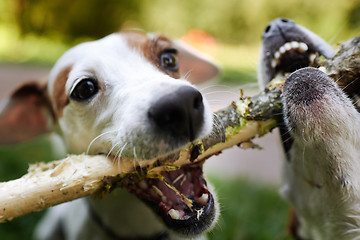 Image showing Jack russells fight over stick