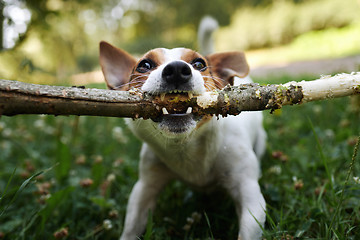 Image showing Jack russell fight over stick