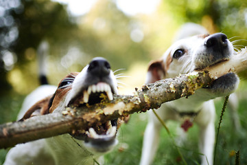 Image showing Jack russells fight over stick