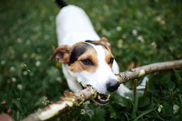 Image showing Jack russell fight over stick