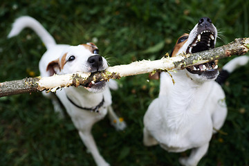 Image showing Jack russells fight over stick
