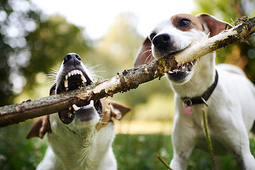 Image showing Jack russells fight over stick