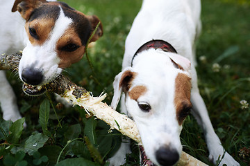 Image showing Jack russells fight over stick