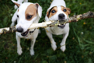 Image showing Jack russells fight over stick