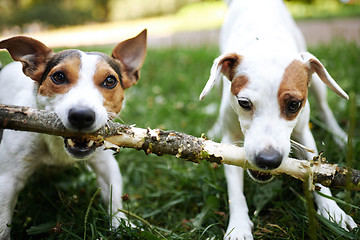 Image showing Jack russells fight over stick