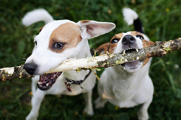 Image showing Jack russells fight over stick